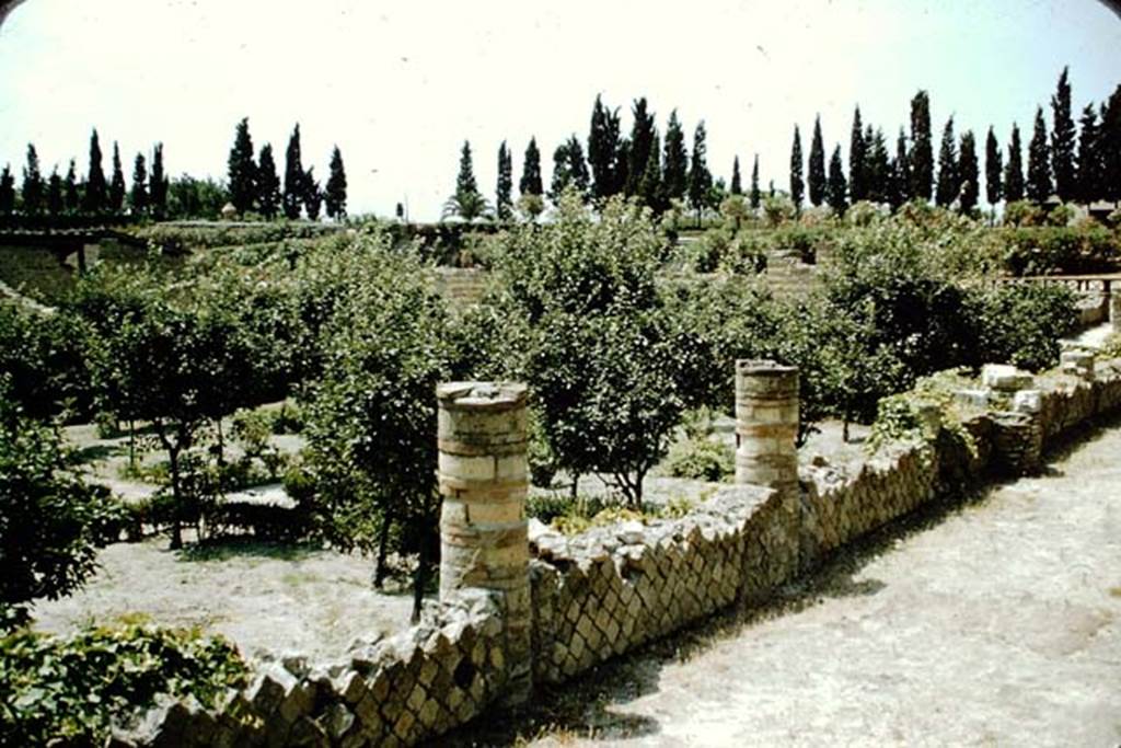 III, 1/2/18/19, Herculaneum. 1957. Area 31, sunken garden area from west portico (67). Photo by Stanley A. Jashemski.
Source: The Wilhelmina and Stanley A. Jashemski archive in the University of Maryland Library, Special Collections (See collection page) and made available under the Creative Commons Attribution-Non Commercial License v.4. See Licence and use details. J57f0437
