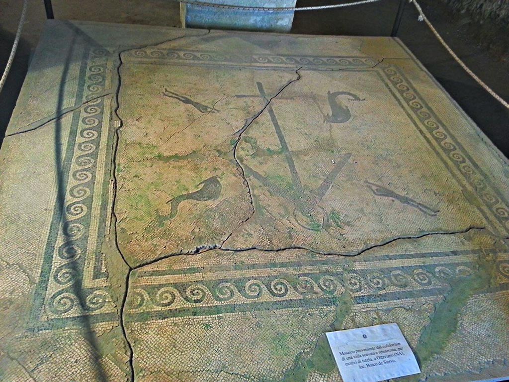 Ins. Orientalis II.4, Herculaneum, between October 2014 and November 2019.
Chunk of mosaic flooring, according to the information card –
“Mosaico proveniente dal caldarium di una villa scavata e reinterrata, per motivi di tutela, a Ottaviano (NA), loc. Bosco de Siervo.”
(Mosaic from the caldarium of a villa excavated and re-buried, for reasons of protection, in Ottaviano (NA), loc. Bosco de Siervo.)  
Photo courtesy of Giuseppe Ciaramella.
