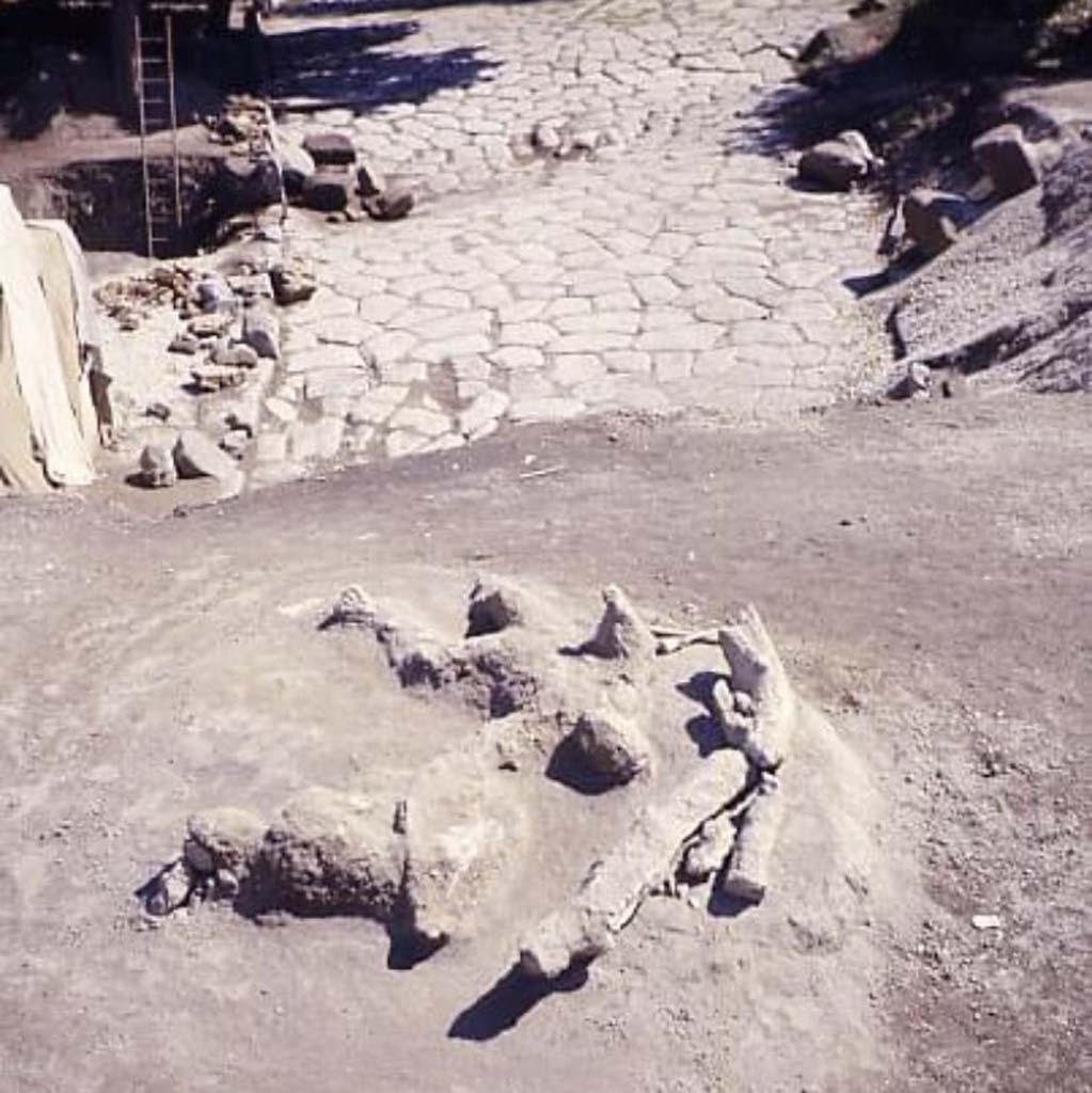 Porta Nola Pompeii. 1976-9. Casts of victims 13 and 14 on the above plan, found above the road surface by the tomb of Obellius Firmus.
A tree also appears to have been cast.
Photograph © Parco Archeologico di Pompei.

