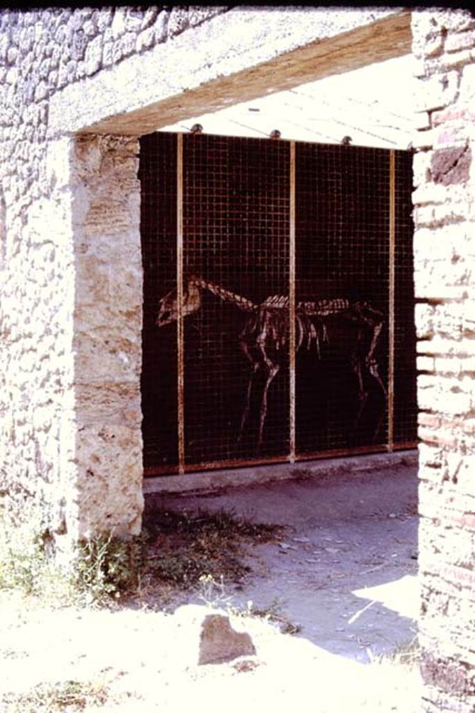 I.8.12 Pompeii. 1961. Entrance doorway and skeleton of horse of donkey, on display.   
Photo by Stanley A. Jashemski.
Source: The Wilhelmina and Stanley A. Jashemski archive in the University of Maryland Library, Special Collections (See collection page) and made available under the Creative Commons Attribution-Non Commercial License v.4. See Licence and use details.
J61f0340
