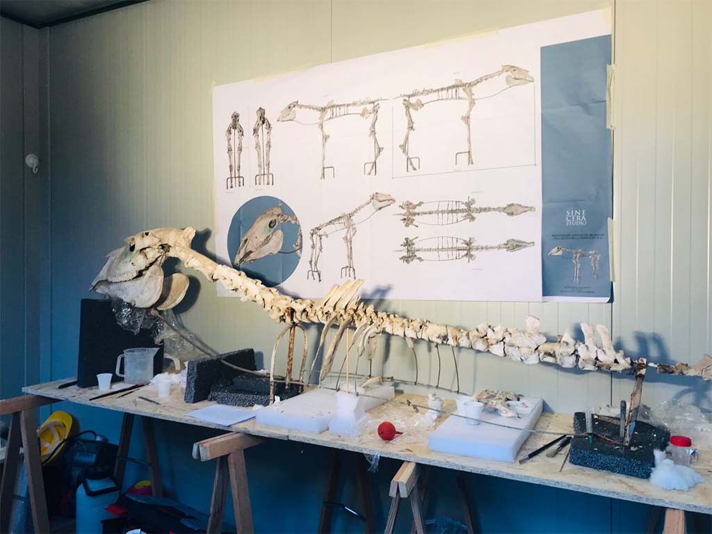 I.8.12 Pompeii. 2022. Skeleton of the horse in the laboratory. Photograph © Parco Archeologico di Pompei.
The Archaeological Park of Pompeii has undertaken its restoration together with a plan for a new display which will allow it to be properly valorised.
The working methodology began with a laser scan of the horse, in order to create a 3D model and subsequently allow the various pieces to be disassembled, prior to restoration, cleaning and consolidation in the laboratory.
At a later stage, there will be an evaluation regarding which missing parts it would be best to reprint by means of a 3D scan. The entire find will be reassembled in a more scientifically correct position, with a new structure and materials, suitable for the microclimate and therefore able to ensure the necessary conditions for the protection of the horse. 
A tactile 3D model for the benefit of the visually impaired will also be prepared that can be touched, along with a differentiation between those parts which have been preserved and those which will be reconstructed, in order to assist in understanding the history of this horse, from its discovery to its restoration, together with an explanation in Braille.
“This is a multidisciplinary intervention, which sees restorers and archaeologists working together, supported in every phase of the operation by an archaeozoologist, in order to conduct a true scientific study of the horse, not addressed in the days of Maiuri, which will be able to yield further and important information on the kinds of animals which were used at Pompeii and on their characteristics.” - emphasises Director of the Park Gabriel Zuchtriegel - “The project of valorising the find within its new display will also make it available to all visitors, with a view to maximum  accessibility and inclusivity, and raise awareness of the restoration work conducted at the Park”.

See http://pompeiisites.org/en/comunicati/the-restoration-of-maiuris-horse/
Vedi http://pompeiisites.org/comunicati/il-restauro-del-cavallo-di-maiuri/
