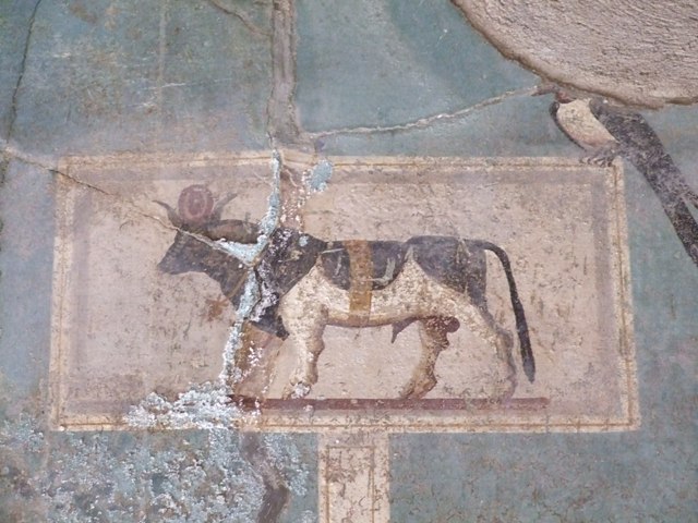 I.9.5 Pompeii. May 2017. Room 5, cubiculum. North wall. Painting of Apis bull. Photo courtesy of Buzz Ferebee.
