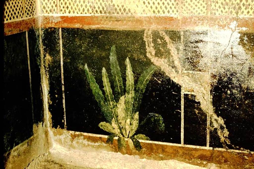 I.9.5 Pompeii. 1957. Room 5, painted plant in centre of zoccolo of east wall of cubiculum.  
Photo by Stanley A. Jashemski.
Source: The Wilhelmina and Stanley A. Jashemski archive in the University of Maryland Library, Special Collections (See collection page) and made available under the Creative Commons Attribution-Non Commercial License v.4. See Licence and use details.
J57f0218
