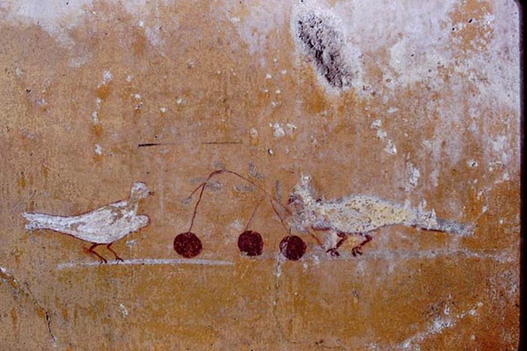 I.13.11 Pompeii, 1968. Vignettes of doves with cherries, from south end of painted panel on west wall.  Photo by Stanley A. Jashemski.
Source: The Wilhelmina and Stanley A. Jashemski archive in the University of Maryland Library, Special Collections (See collection page) and made available under the Creative Commons Attribution-Non Commercial License v.4. See Licence and use details. J68f1994
(Note: on the original Jashemski slides, there is no identification mark for the three photos, J68f1993-4-5).


