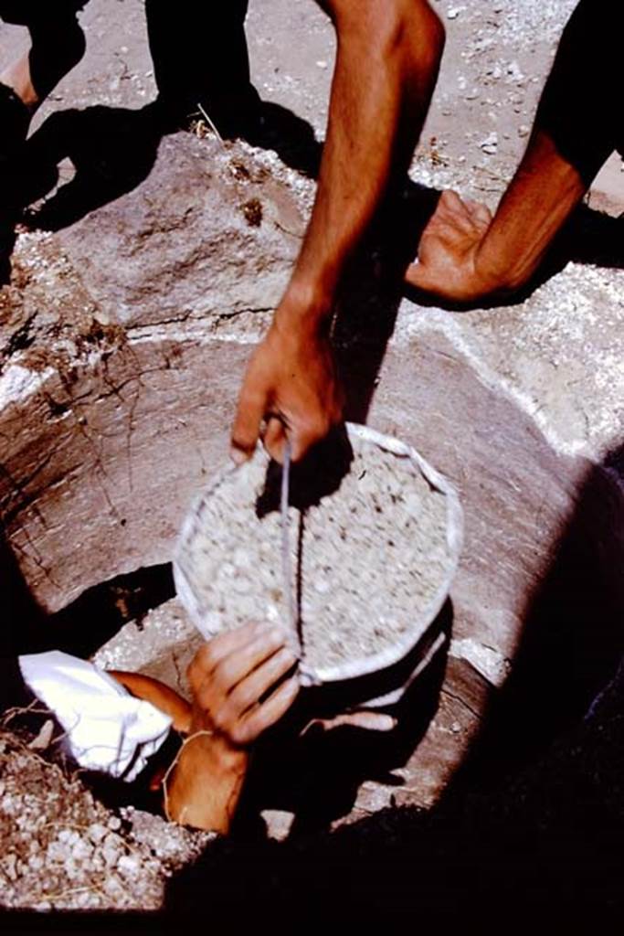 I.20.5 Pompeii. 1972. A bucketful of lapilli from the cistern. Photo by Stanley A. Jashemski. 
Source: The Wilhelmina and Stanley A. Jashemski archive in the University of Maryland Library, Special Collections (See collection page) and made available under the Creative Commons Attribution-Non Commercial License v.4. See Licence and use details. J72f0159
