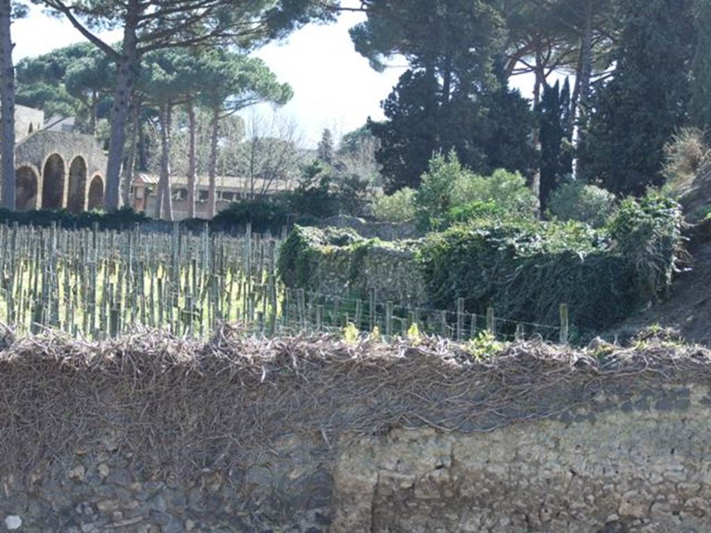 II.5.3 Pompeii.  March 2009.  Looking south over wall across vineyard.