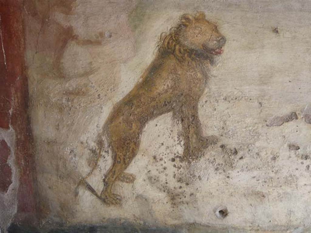 V.4.a Pompeii. May 2012. Close-up of a north African / Asia minor male lion on the south wall of the garden. Photo courtesy of Buzz Ferebee.