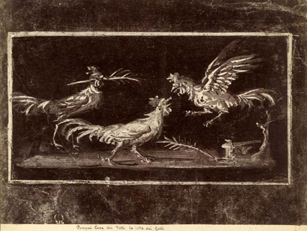 VI.15.1 Pompeii. Old undated postcard, showing “the fight of the cocks” Photo courtesy of Rick Bauer.
