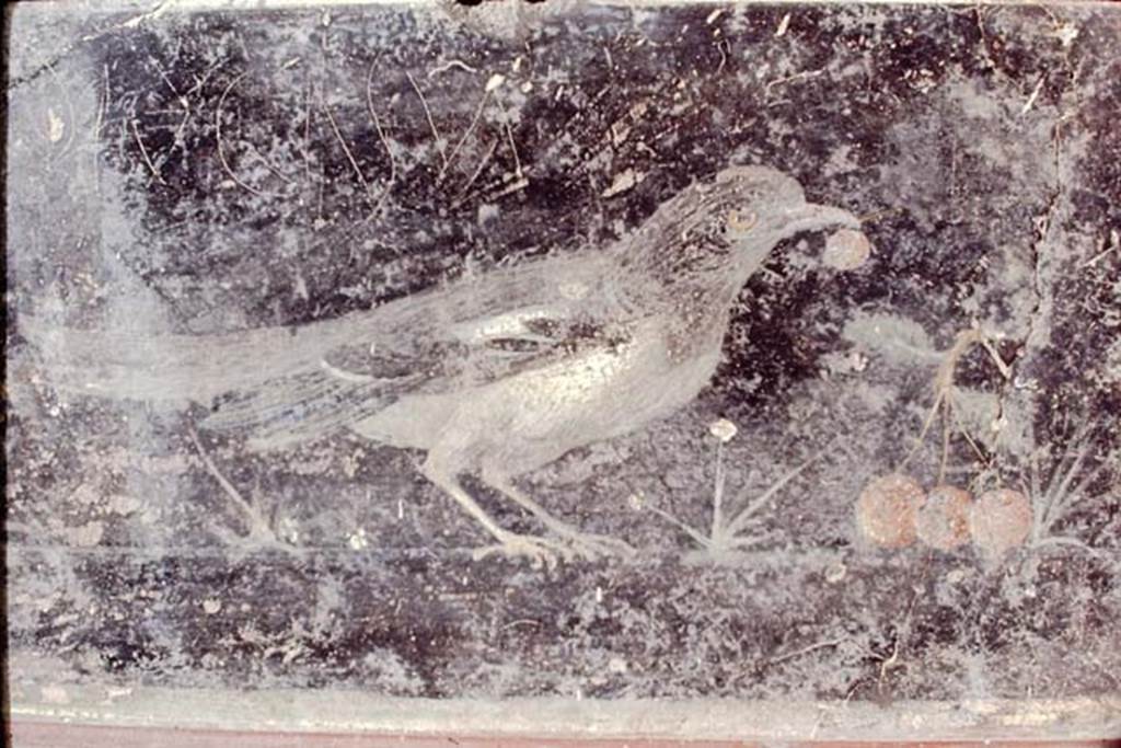 VII.6.28 Pompeii. Found 30th April 1762. Drawing of 1765 showing blackbird with cherries and another blackbird with figs. 
Now in Naples Archaeological Museum. Inventory number 8746.
According to Prisciandaro and Pagano, this may also have come from the same place as the other pictures described above:
-  pal. 3, on. 9 x on. 15, merlo con ciliegia nel becco, ramo e tre ciliegie, altro merlo (showing blackbird with cherry in the beak, branch and three cherries, and another blackbird.
-  MN 8746; AdE IV, 20, 95; NR 1116; Arditi 1112.
See Antichità di Ercolano: Tomo Quarto: Le Pitture 4, 1765, pl. 20, p. 95. 
Note: MN 8748, a picture with the same subject may have come from the same place.


