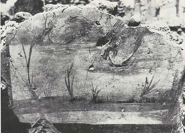 VIII.7.24 Pompeii. 1955. Fragment of Nilotic painting in peristyle. North wall. Ducks floating.
See Maiuri A., 1955. Una Nuova Pittura Nilotica a Pompei. Roma: Acc. Naz dei Lincei, Tav. IV, 1.
