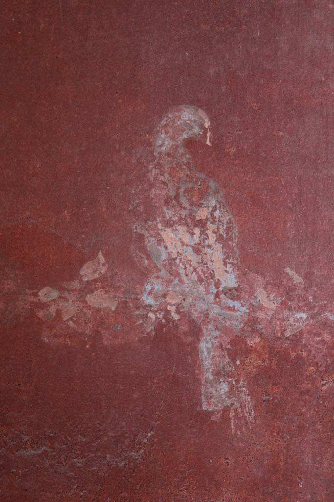 IX.5.16 Pompeii. May 2019. Room g, detail of painted bird from west end of north wall.
Foto Christian Beck, ERC Grant 681269 DCOR.

