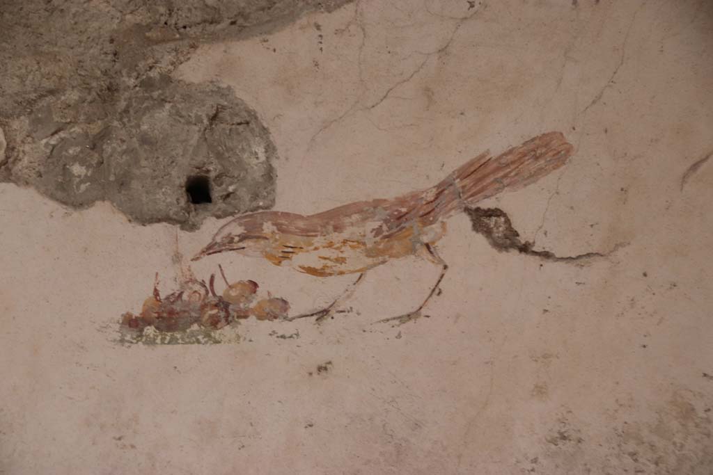 Villa San Marco, Stabiae, October 2020. Room 57, painted bird from east side of doorway on north wall. Photo courtesy of Klaus Heese.