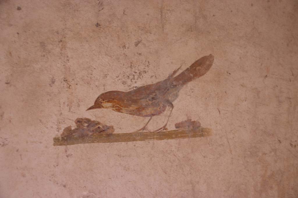 Villa San Marco, Stabiae, September 2019. Room 52, painted bird from south side of doorway on east wall. Photo courtesy of Klaus Heese.