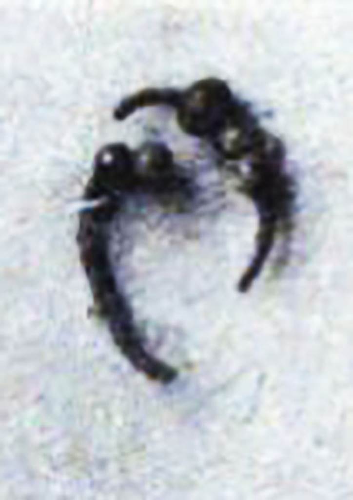 Pompeii Fondo Azzolini. Samnite Tomb XIII.
A pair of earrings found in the tomb. 
They consist of a circlet of silver wire in which are coloured glass beads. 
Three beads remain in one earring and two in the other earring.
See Notizie degli Scavi di Antichità, 1916, p. 291, fig. 2 (c).
