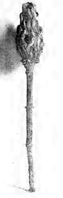 Villa of T. Siminius Stephanus, fondo Barbatelli. November 1899. Side view of small pilaster with ithyphallic herm. See Notizie degli Scavi di Antichità, 1899, p. 440, fig. 2b.