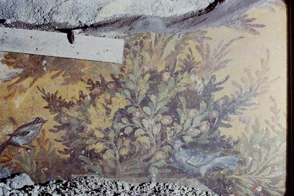 Oplontis, 1975. Room 70, detail of bird and plant from north end of east wall. Photo by Stanley A. Jashemski.   
Source: The Wilhelmina and Stanley A. Jashemski archive in the University of Maryland Library, Special Collections (See collection page) and made available under the Creative Commons Attribution-Non Commercial License v.4. See Licence and use details. J75f0010
