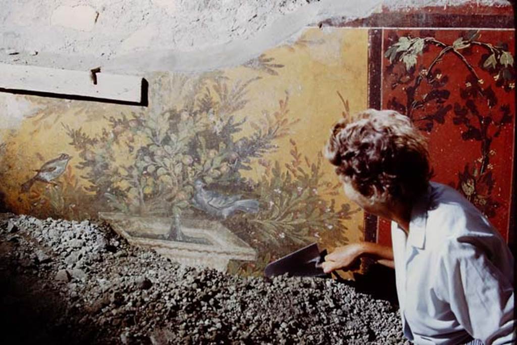 Oplontis, 1975. Room 70, east wall. Wilhelmina carefully removing lapilli away from the painted wall, and revealing a square fountain. Photo by Stanley A. Jashemski.   
Source: The Wilhelmina and Stanley A. Jashemski archive in the University of Maryland Library, Special Collections (See collection page) and made available under the Creative Commons Attribution-Non Commercial License v.4. See Licence and use details. J75f0306
