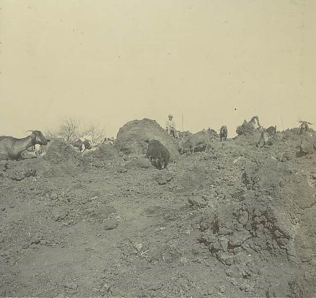Vesuvius, 1902-3. Photo of goats and goatherd on the lava. Photo courtesy of Rick Bauer.