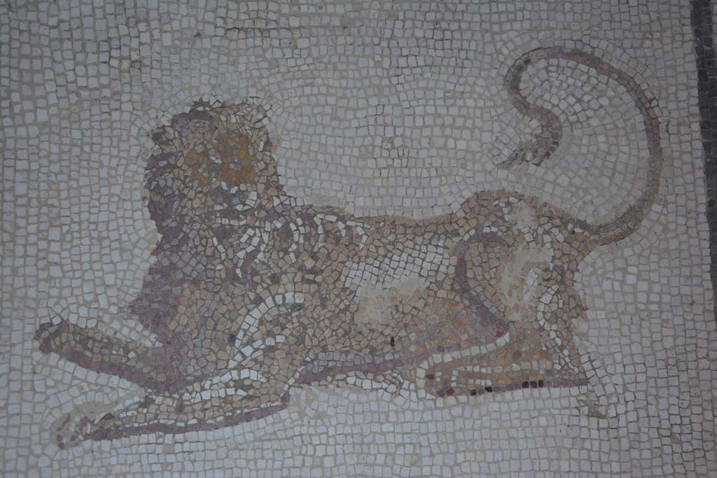 I.7.1 Pompeii. October 2019. Detail of lion from mosaic floor in atrium.
Foto Annette Haug, ERC Grant 681269 DÉCOR.
