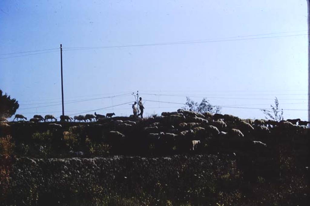 II.5 Pompeii. 1966. 5 years later - flock of sheep on their way to their grazing. Photo by Stanley A. Jashemski.
Source: The Wilhelmina and Stanley A. Jashemski archive in the University of Maryland Library, Special Collections (See collection page) and made available under the Creative Commons Attribution-Non Commercial License v.4. See Licence and use details. J66f0365