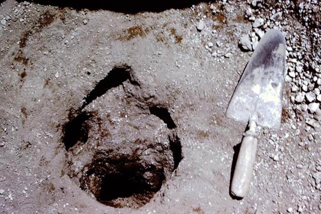 II.5 Pompeii. 1966. The finished cavity, including a stake-hole. Photo by Stanley A. Jashemski.
Source: The Wilhelmina and Stanley A. Jashemski archive in the University of Maryland Library, Special Collections (See collection page) and made available under the Creative Commons Attribution-Non Commercial License v.4. See Licence and use details.
J66f0169