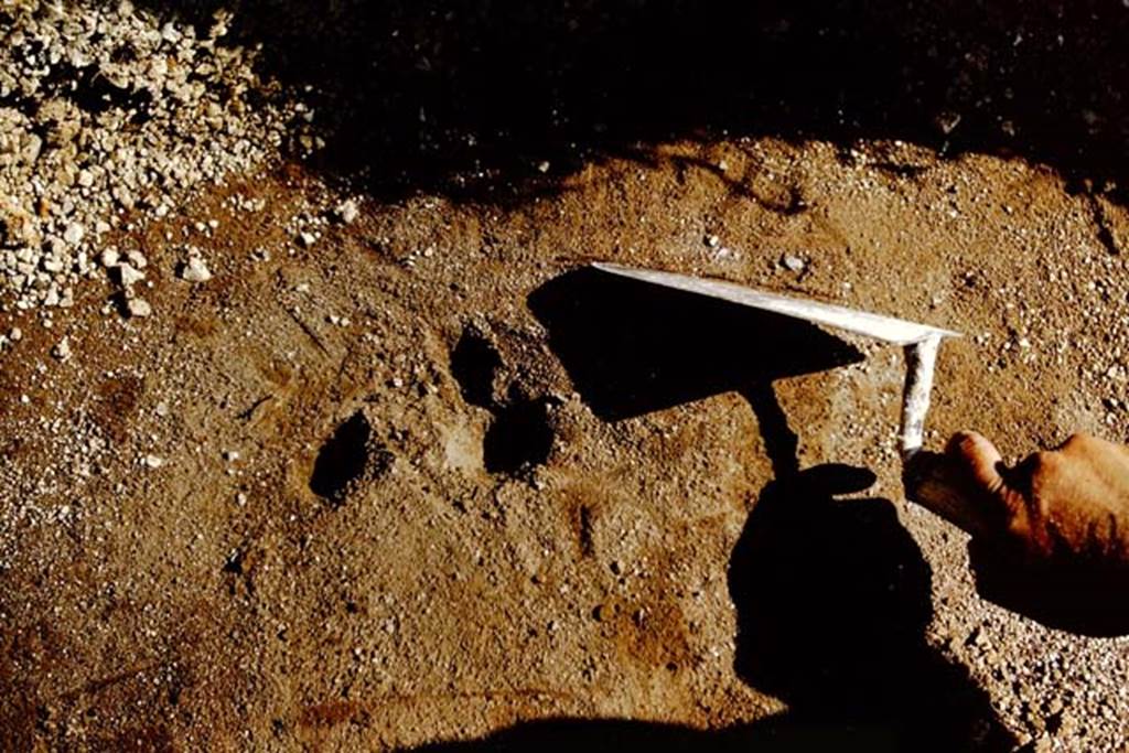 II.5 Pompeii. 1966. Small vine-root cavity, and its stake. Photo by Stanley A. Jashemski.
Source: The Wilhelmina and Stanley A. Jashemski archive in the University of Maryland Library, Special Collections (See collection page) and made available under the Creative Commons Attribution-Non Commercial License v.4. See Licence and use details.
J66f0295