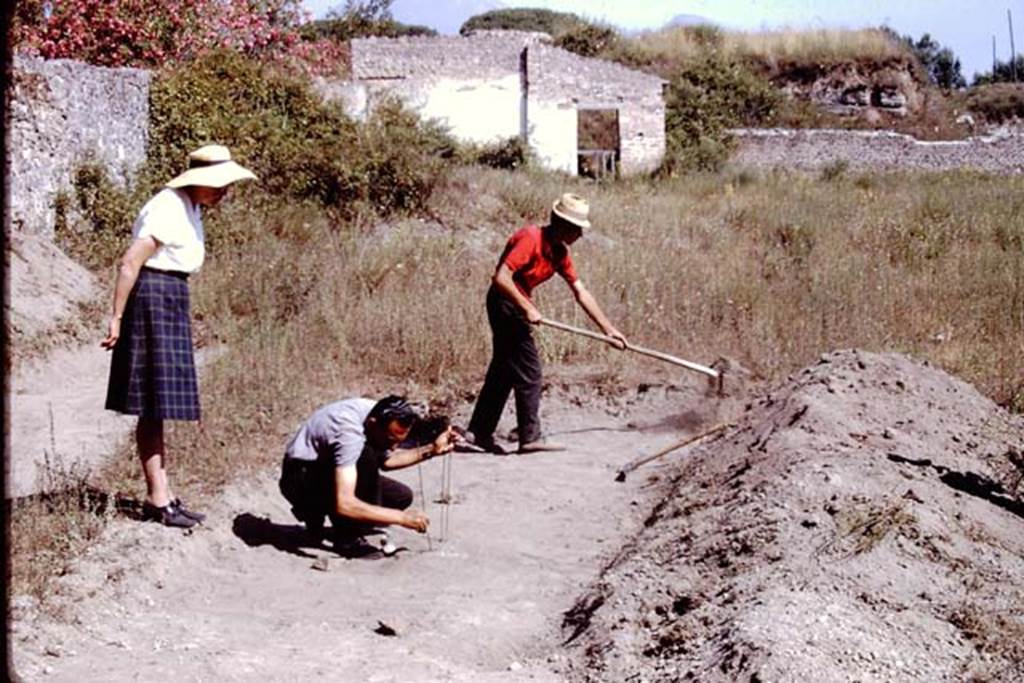 II.5 Pompeii. 1966. Excavations near west wall, looking north. Photo by Stanley A. Jashemski. Here the original ground level was barely below the surface, and as such had been badly damaged by trucks removing the lapilli in the 1950’s.
Source: The Wilhelmina and Stanley A. Jashemski archive in the University of Maryland Library, Special Collections (See collection page) and made available under the Creative Commons Attribution-Non Commercial License v.4. See Licence and use details.
J66f0326