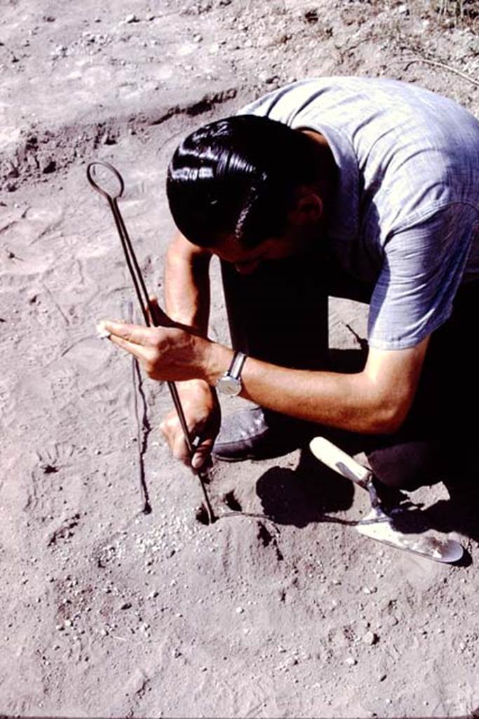 II.5 Pompeii. 1966. Another root cavity, one of only a few found near the west wall.
Photo by Stanley A. Jashemski.
Source: The Wilhelmina and Stanley A. Jashemski archive in the University of Maryland Library, Special Collections (See collection page) and made available under the Creative Commons Attribution-Non Commercial License v.4. See Licence and use details.
J66f0327