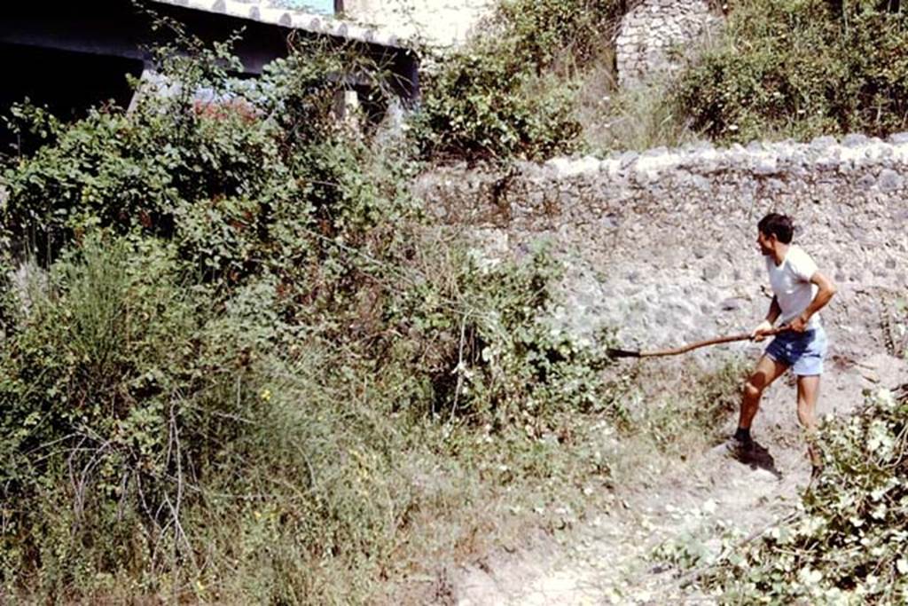 II.5 Pompeii. 1966. Removal of heavy weed growth from south wall of unexcavated structure in north-west corner. Photo by Stanley A. Jashemski.
Source: The Wilhelmina and Stanley A. Jashemski archive in the University of Maryland Library, Special Collections (See collection page) and made available under the Creative Commons Attribution-Non Commercial License v.4. See Licence and use details.
J66f0408