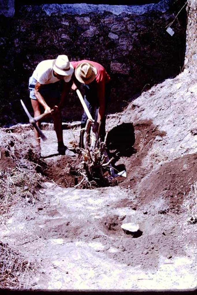 II.5 Pompeii. 1966. Digging out a modern root by the side of a plaster-cast of a root cavity. Photo by Stanley A. Jashemski.
Source: The Wilhelmina and Stanley A. Jashemski archive in the University of Maryland Library, Special Collections (See collection page) and made available under the Creative Commons Attribution-Non Commercial License v.4. See Licence and use details.
J66f1077