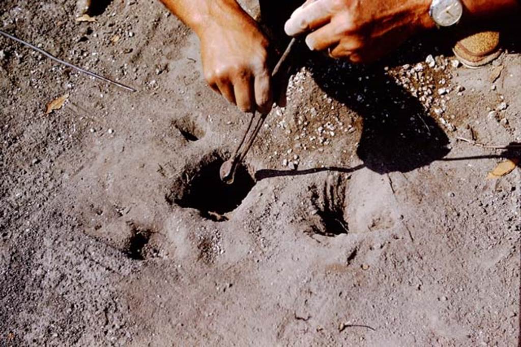 II.5 Pompeii. 1966. Cleaning out a root cavity. Photo by Stanley A. Jashemski.
Source: The Wilhelmina and Stanley A. Jashemski archive in the University of Maryland Library, Special Collections (See collection page) and made available under the Creative Commons Attribution-Non Commercial License v.4. See Licence and use details.
J66f0617