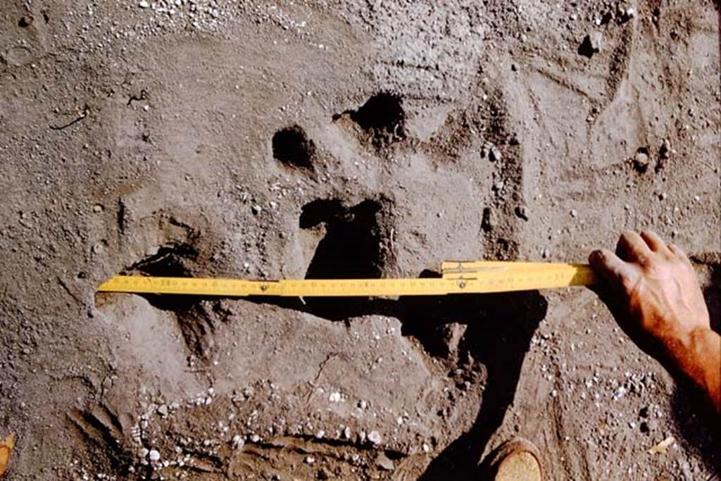 II.5 Pompeii. 1966. Measuring a root cavity. Photo by Stanley A. Jashemski.
Source: The Wilhelmina and Stanley A. Jashemski archive in the University of Maryland Library, Special Collections (See collection page) and made available under the Creative Commons Attribution-Non Commercial License v.4. See Licence and use details.
J66f0618