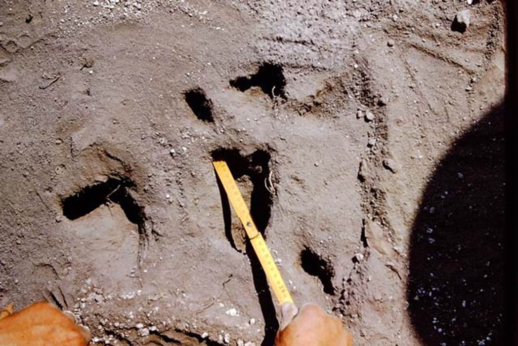 II.5 Pompeii. 1966. Measuring. Photo by Stanley A. Jashemski.
Source: The Wilhelmina and Stanley A. Jashemski archive in the University of Maryland Library, Special Collections (See collection page) and made available under the Creative Commons Attribution-Non Commercial License v.4. See Licence and use details.
J66f0619