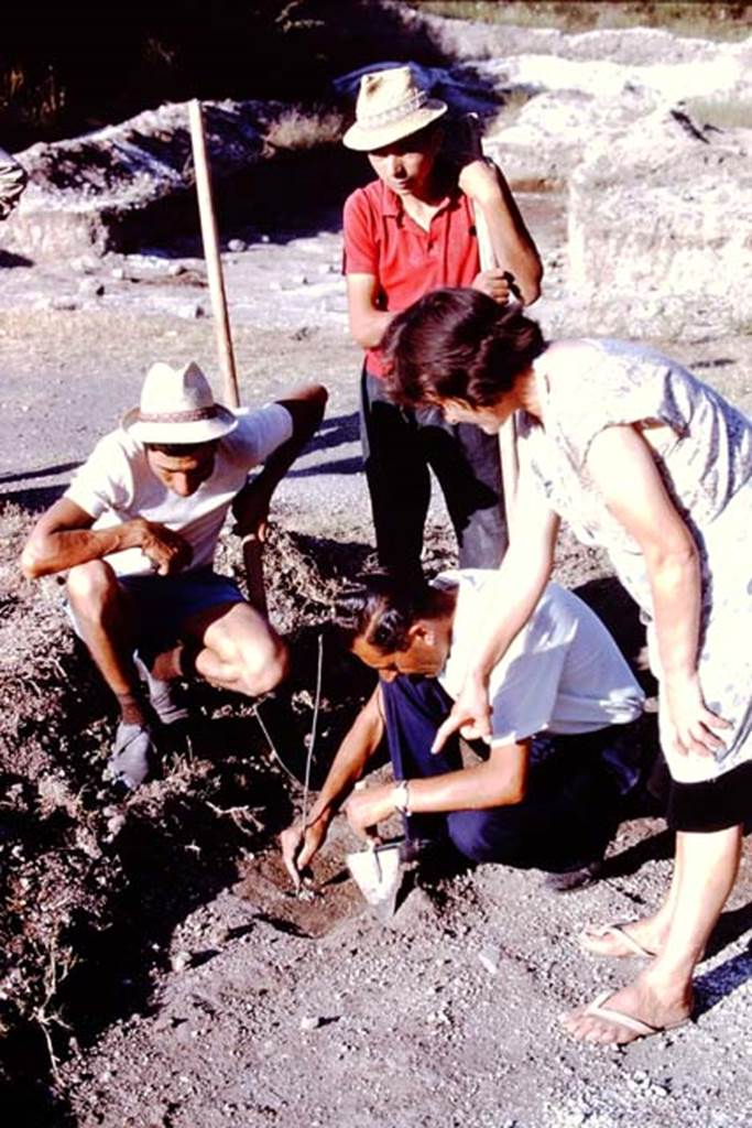 II.5 Pompeii. 1966. Digging out another root cavity. Photo by Stanley A. Jashemski.
Source: The Wilhelmina and Stanley A. Jashemski archive in the University of Maryland Library, Special Collections (See collection page) and made available under the Creative Commons Attribution-Non Commercial License v.4. See Licence and use details.
J66f0857