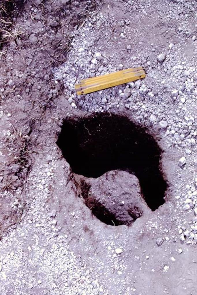 II.5 Pompeii. 1966. Root cavity. Photo by Stanley A. Jashemski.
Source: The Wilhelmina and Stanley A. Jashemski archive in the University of Maryland Library, Special Collections (See collection page) and made available under the Creative Commons Attribution-Non Commercial License v.4. See Licence and use details.
J66f0926