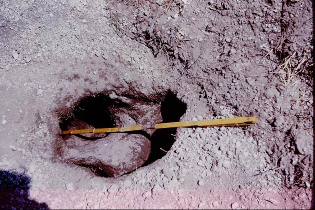 II.5 Pompeii. 1966. Measuring the root cavity. Photo by Stanley A. Jashemski.
Source: The Wilhelmina and Stanley A. Jashemski archive in the University of Maryland Library, Special Collections (See collection page) and made available under the Creative Commons Attribution-Non Commercial License v.4. See Licence and use details.
J66f0903