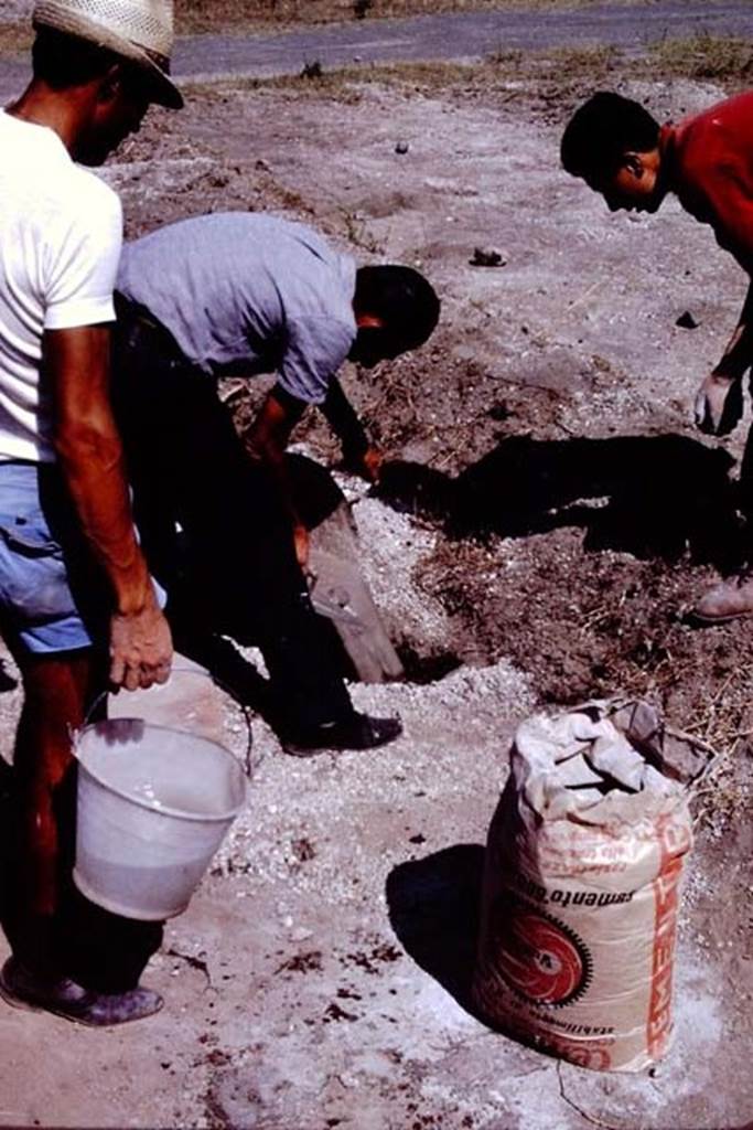 II.5 Pompeii. 1966. Pouring in the cement by the bucketful, no small jug this time ! Photo by Stanley A. Jashemski.
Source: The Wilhelmina and Stanley A. Jashemski archive in the University of Maryland Library, Special Collections (See collection page) and made available under the Creative Commons Attribution-Non Commercial License v.4. See Licence and use details.
J66f0937