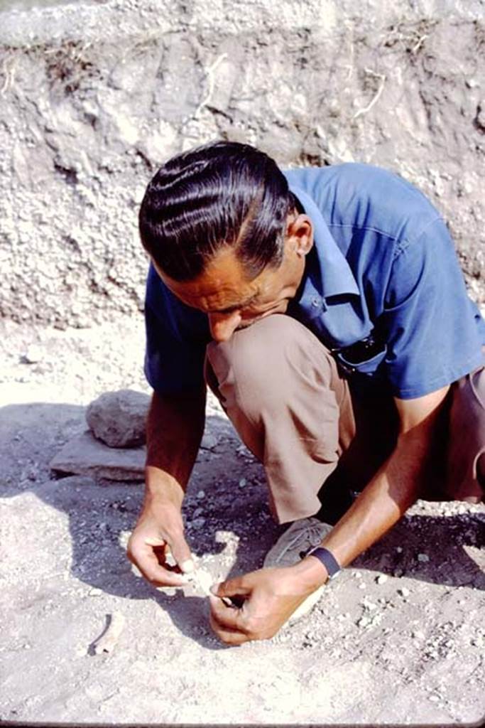 II.5 Pompeii, 1968. Discovering animal bones. Photo by Stanley A. Jashemski.
Source: The Wilhelmina and Stanley A. Jashemski archive in the University of Maryland Library, Special Collections (See collection page) and made available under the Creative Commons Attribution-Non Commercial License v.4. See Licence and use details.
J68f0147