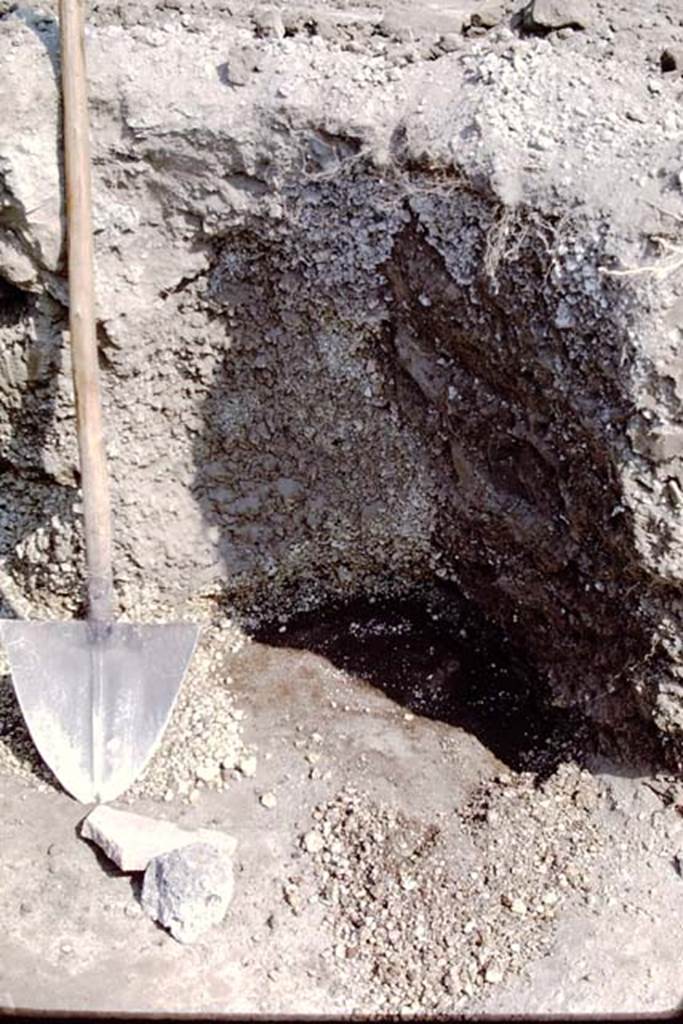 II.5 Pompeii, 1968. Soil and lapilli. Photo by Stanley A. Jashemski.
Source: The Wilhelmina and Stanley A. Jashemski archive in the University of Maryland Library, Special Collections (See collection page) and made available under the Creative Commons Attribution-Non Commercial License v.4. See Licence and use details.
J68f0192