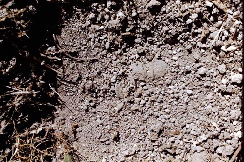 ll.5 Pompeii, 1968. Coins emerging from the lapilli, not seen for 1,889 years. Photo by Stanley A. Jashemski. According to Wilhelmina, there was great excitement when they reached the north wall of the vineyard and found two groups of coins, eleven coins in one place and four coins in the other. There were 14 asses and two dupondii. All of them had been coined between AD 22 and AD 74 and had been in circulation during the last days of Pompeii. A further bronze as was found in the 1970 excavations, near to a posthole on the north-south path, but would prove too corroded to identify.
See, Jashemski, W.F. (2014): Discovering the gardens of Pompeii, Memoirs of a Garden Archaeologist, 1955-2004. (p.156)
Source: The Wilhelmina and Stanley A. Jashemski archive in the University of Maryland Library, Special Collections (See collection page) and made available under the Creative Commons Attribution-Non Commercial License v.4. See Licence and use details.
J68f1680