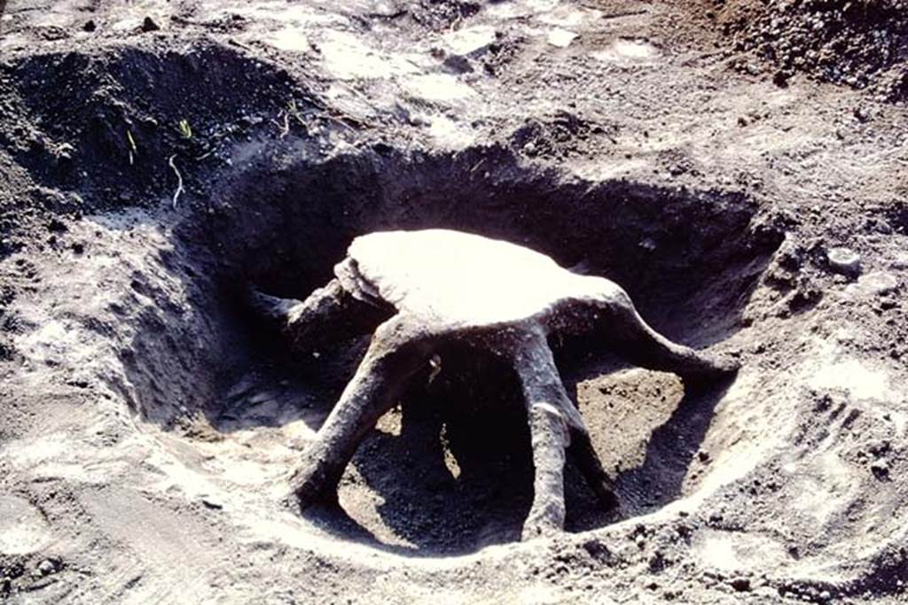ll.5 Pompeii, 1968. Large tree-root cast. Photo by Stanley A. Jashemski.
Source: The Wilhelmina and Stanley A. Jashemski archive in the University of Maryland Library, Special Collections (See collection page) and made available under the Creative Commons Attribution-Non Commercial License v.4. See Licence and use details.
J68f1737