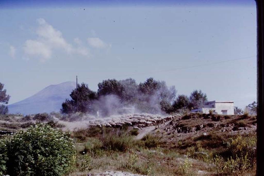 II.5 Pompeii. 1970. Looking north towards Vesuvius and a flock of sheep on their way to their grazing. According to Wilhelmina, the shepherds drove their sheep just above the vineyard every morning. Photo by Stanley A. Jashemski.
Source: The Wilhelmina and Stanley A. Jashemski archive in the University of Maryland Library, Special Collections (See collection page) and made available under the Creative Commons Attribution-Non Commercial License v.4. See Licence and use details.
J70f0476