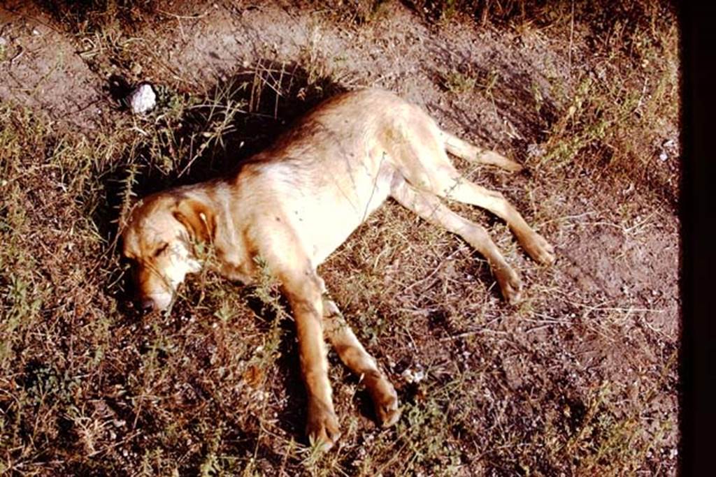II.5 Pompeii. 1970. Sleeping Pompeii dog. Photo by Stanley A. Jashemski.
Source: The Wilhelmina and Stanley A. Jashemski archive in the University of Maryland Library, Special Collections (See collection page) and made available under the Creative Commons Attribution-Non Commercial License v.4. See Licence and use details.
J70f0545
