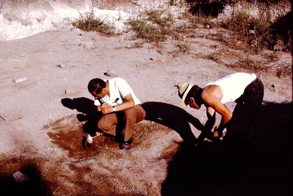 II.5 Pompeii. 1970. Studying the soil. Photo by Stanley A. Jashemski.
Source: The Wilhelmina and Stanley A. Jashemski archive in the University of Maryland Library, Special Collections (See collection page) and made available under the Creative Commons Attribution-Non Commercial License v.4. See Licence and use details.
J70f0591
