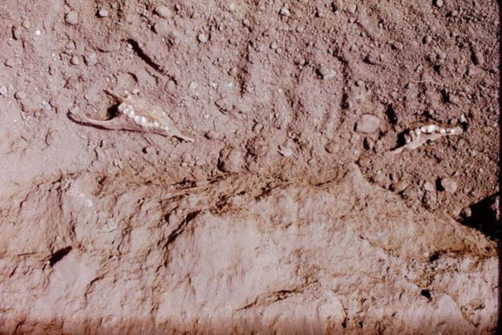 II.5 Pompeii. 1970. Animal bones found in the soil. Photo by Stanley A. Jashemski.
Source: The Wilhelmina and Stanley A. Jashemski archive in the University of Maryland Library, Special Collections (See collection page) and made available under the Creative Commons Attribution-Non Commercial License v.4. See Licence and use details.
J70f0607