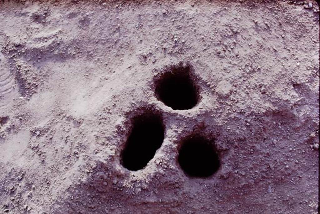 II.5 Pompeii. 1970. Emptied and cleaned root cavities. Photo by Stanley A. Jashemski.
Source: The Wilhelmina and Stanley A. Jashemski archive in the University of Maryland Library, Special Collections (See collection page) and made available under the Creative Commons Attribution-Non Commercial License v.4. See Licence and use details.
J70f0618