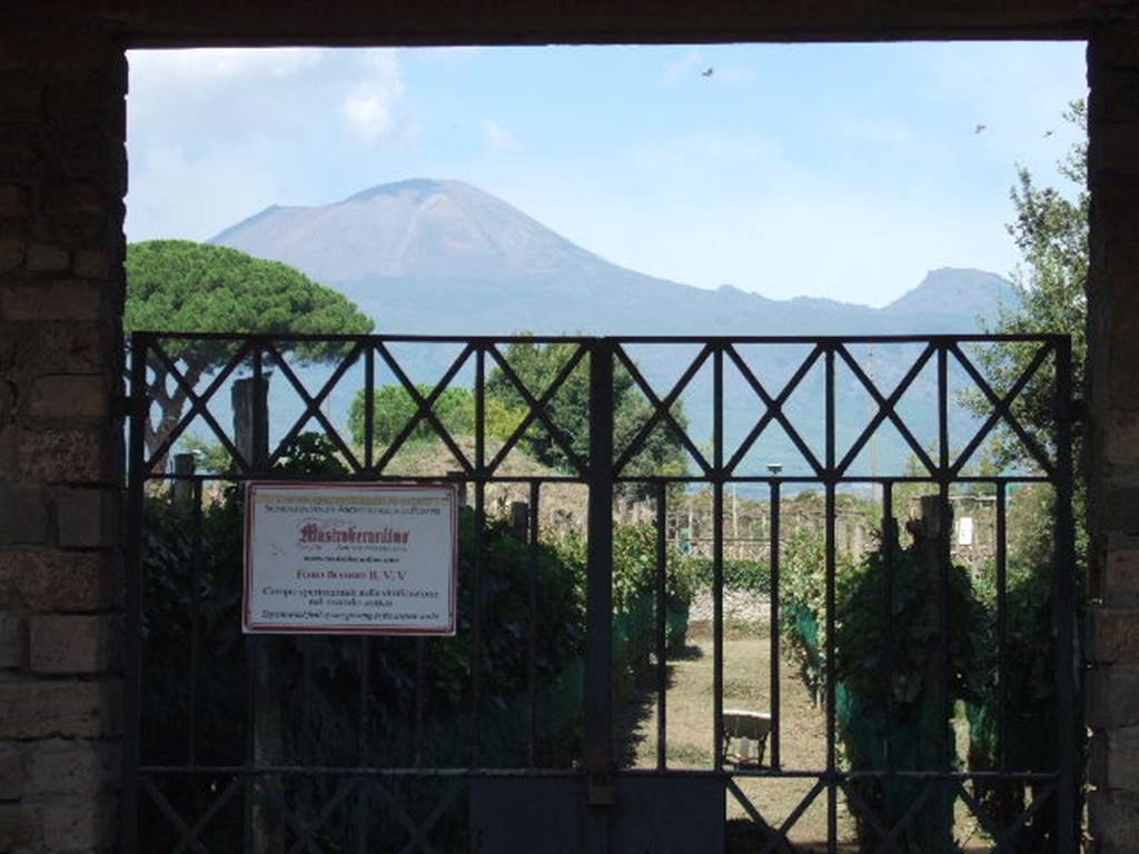 II.5.5 Pompeii. September 2005. Garden entrance into replanted vineyard, with view of Vesuvius