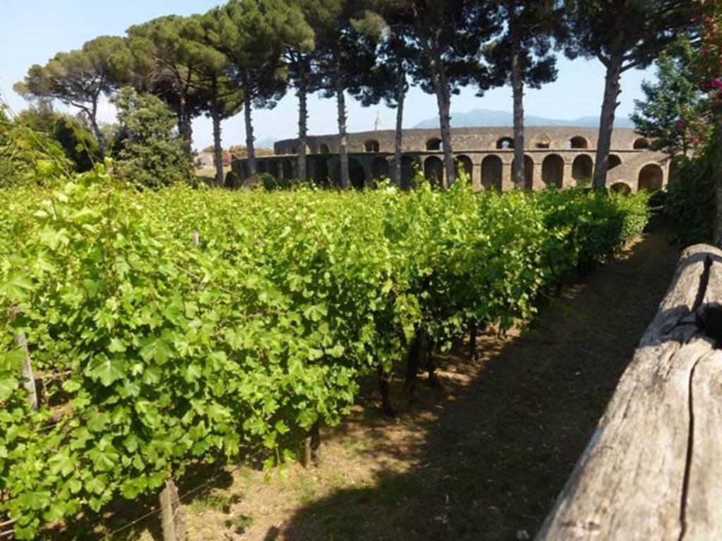 II.5.5 Pompeii. June 2012. Looking south-east over wall in Vicolo dell’Anfiteatro, across vineyard towards II.5.5 and amphitheatre.