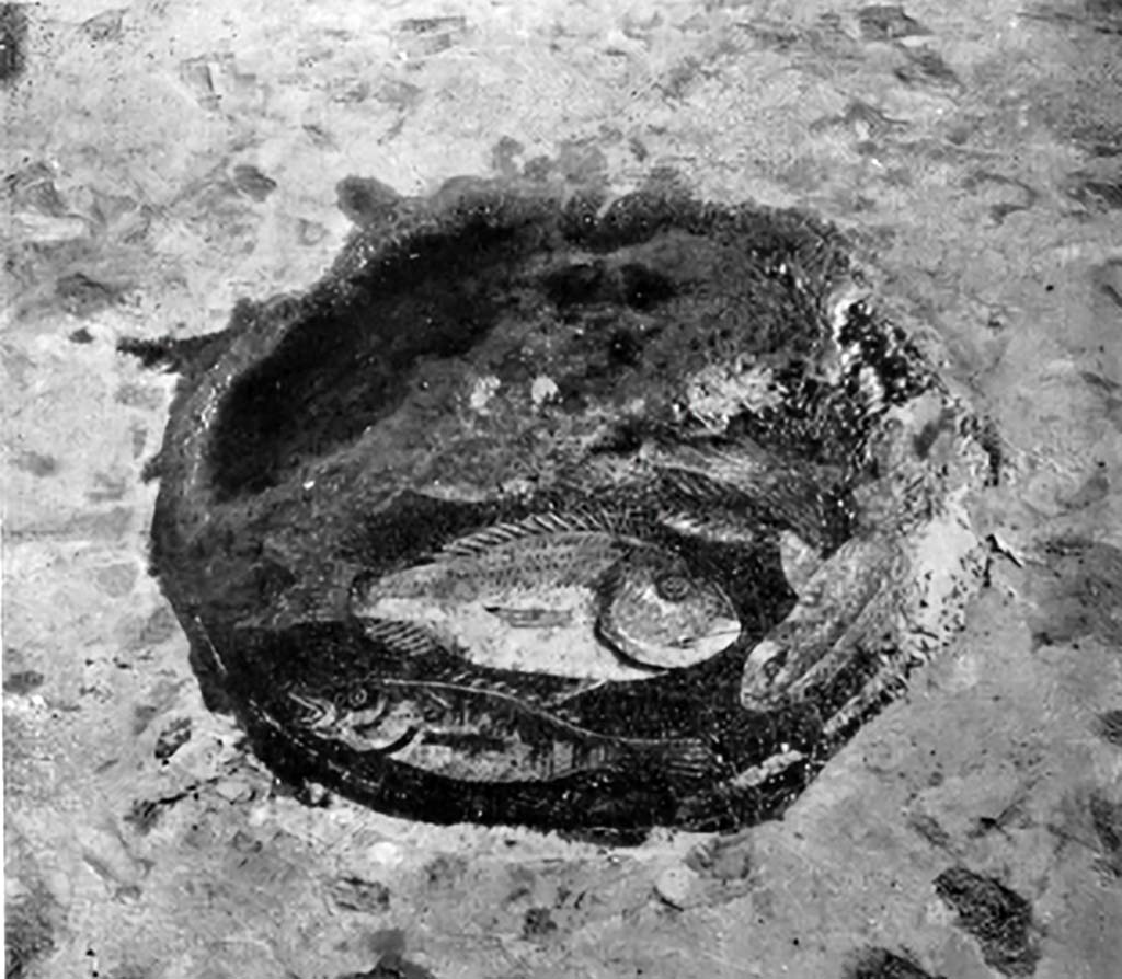VII.6.38 Pompeii. 1930. Room 29, fish emblema in centre of floor. Oecus on north side of entrance.
According to Blake –
In the triclinium of VII.6.38, (pl.50, fig.2), a round plaque of terracotta containing upon its upper surface several fish in finest mosaic, forms a striking contrast to the background composed of coloured stones set close together in cement with a rough but variegated effect. One feels tempted to see in this the contrast between an imported art treasure and the cruder Roman work, but the presence, in the rougher background near the terracotta rim, of stones of the same peculiar variety of orange as those found in the fish themselves seems to indicate that the centre was set in place under the direction of those who made it and sold it. Furthermore, the fish have been identified with those to be found in the region of Naples.
On the other hand, the centre may have been set into an already existing floor, with the necessary adjustments incident to its insertion. The background belongs with the walls, which are a combination of First and Second Styles.
For the three fish which are sufficiently well-preserved to furnish a basis for comparison, there are sufficiently close parallels in the fish mosaic of VIII.2.16 to make one suspect that these two mosaics were executed by the same artist; two of the same fish appear in another fine mosaic, still to be seen, in situ, in one of the rooms facing the peristyle of VII.4.31.
See Blake, M., (1930). The pavements of the Roman Buildings of the Republic and Early Empire. Rome, MAAR, 8, (p.138-9, & Pl. 50, tav.2).
According to PPM,
This central motif was carried away/stolen in 1976.
See Carratelli, G. P., 1990-2003. Pompei: Pitture e Mosaici; vol.VII. Roma: Istituto della enciclopedia italiana, (p.217)