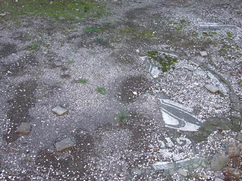 VII.15.2 Pompeii. December 2007. Detail of mosaic floor in tablinum, showing a Hellenistic rosette with a white ground.